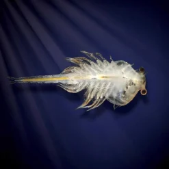 VALUVIC Steam*Aqua Dragons - Habitat marino con LED