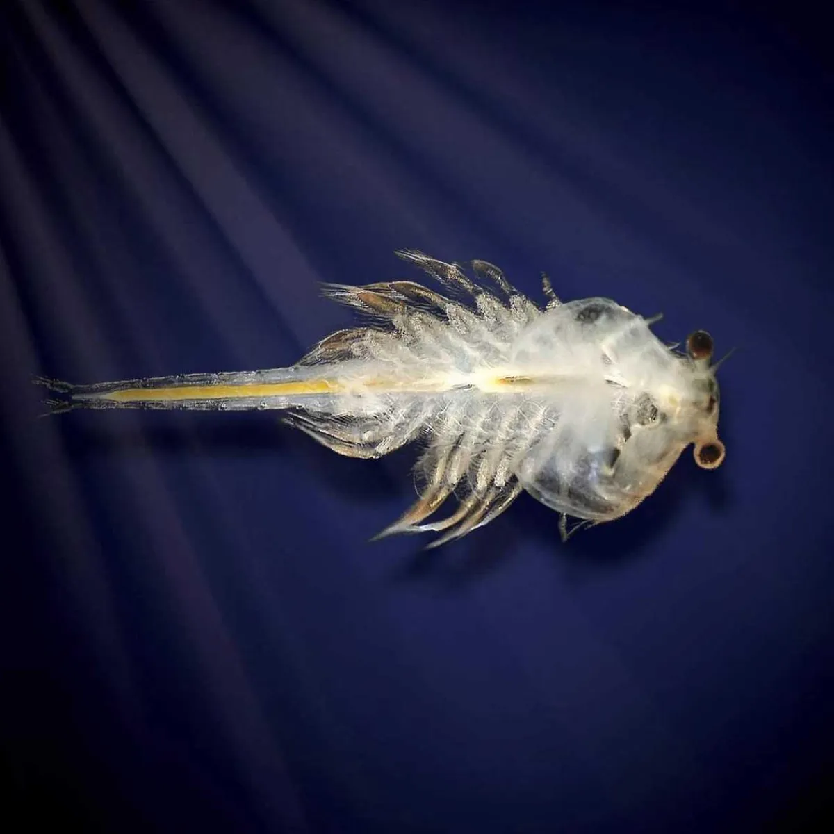 VALUVIC Steam*Aqua Dragons - Habitat marino con LED