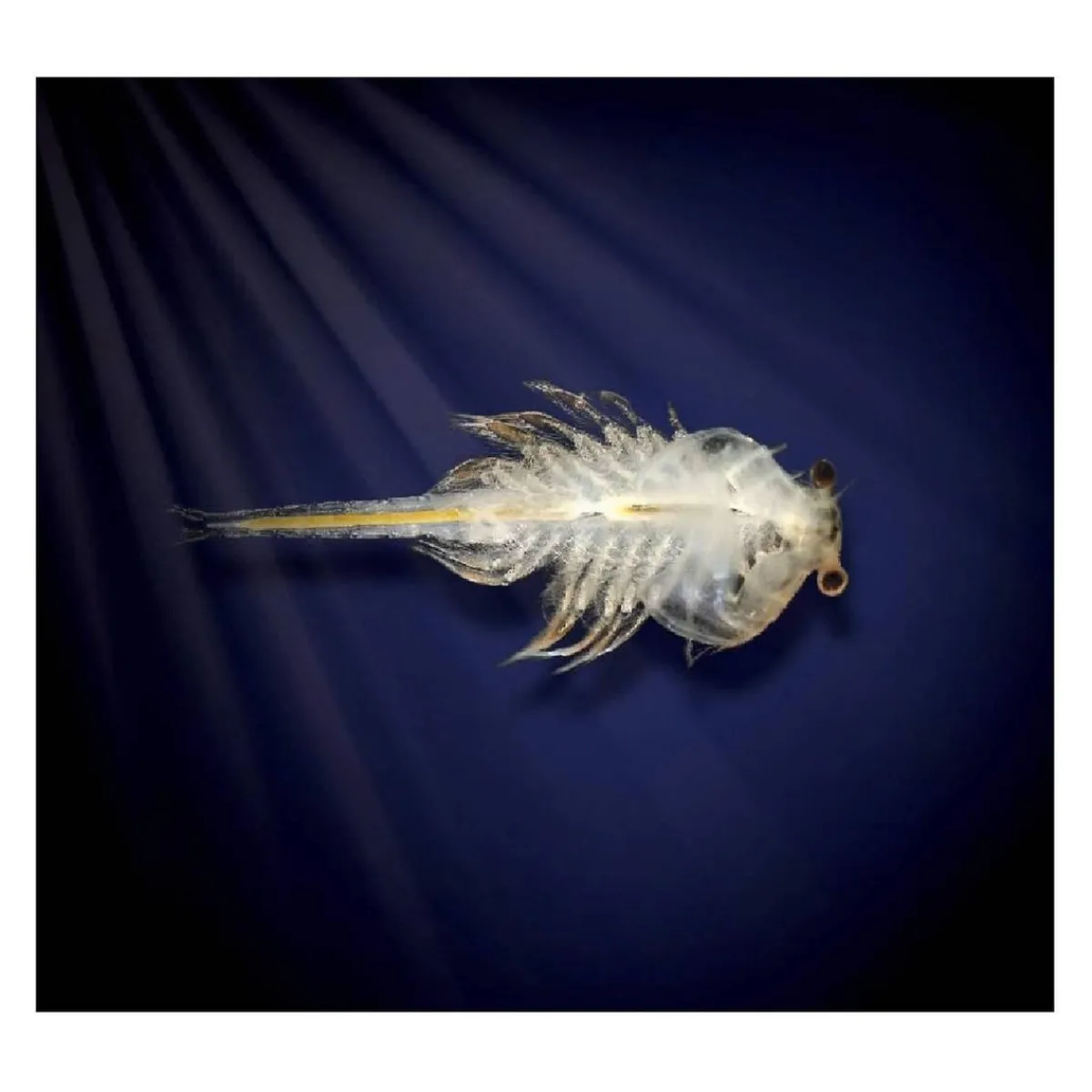 TOYS "R" US Steam*Aqua Dragons - Mundo Submarino