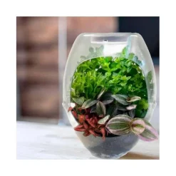 CEFA Steam*Toys - Terrario educativo con luz y libro guía Botani Plus ㅤ