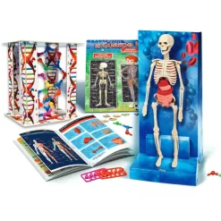 CONCENTRA Steam*El Cuerpo Humano