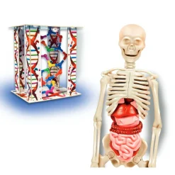 CONCENTRA Steam*El Cuerpo Humano