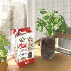 GARDEN POCKET Steam*Kit de cultivo de tomate Cherry orgánico para interior