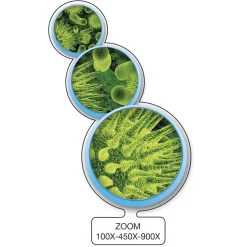 MICRO PLANET Steam*- Microscopio inteligente conectable