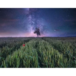 RAVENSBURGER IBÉRICA Juegos Y Puzzles*Ravensburger - Puzzle 1500 piezas Campo Estrellado